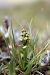 Chamorchis alpina  - Ghislain Constans