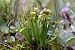 Chamorchis alpina  - Ghislain Constans