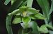 Epipactis helleborine © Jean-Christophe Blanchard