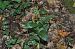 Epipactis helleborine var. minor  - Jean-Christophe Blanchard