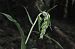 Epipactis helleborine var. minor © Jean-Christophe Blanchard