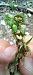 Epipactis rhodanensis  - Gerard Chassan