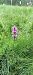 Dactylorhiza delphinensis  - Gerard Chassan