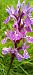 Dactylorhiza delphinensis  - Gerard Chassan