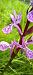 Dactylorhiza delphinensis  - Gerard Chassan
