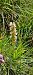 Dactylorhiza incarnata f. ochrantha  - Gerard Chassan