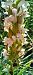 Dactylorhiza incarnata f. ochrantha  - Gerard Chassan
