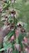 Epipactis leptochila var. neglecta  - Thierry Gaultier