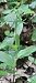 Epipactis helleborine var. minor © José Miguel Martins Da Silva