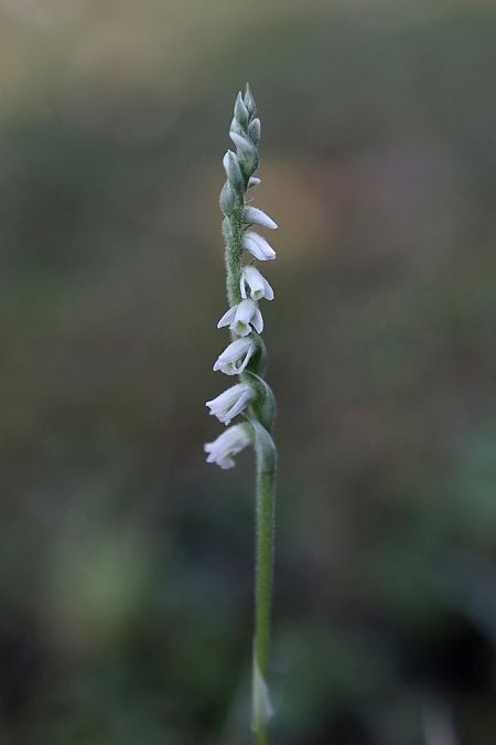 Spiranthes spiralis  - Ghislain Constans