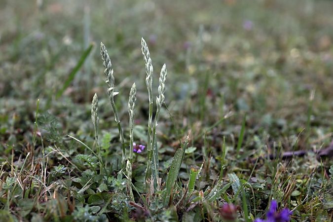 Spiranthes spiralis  - Ghislain Constans