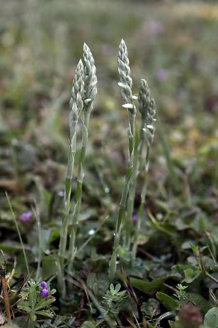 Spiranthes spiralis  - Ghislain Constans