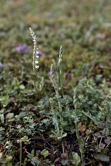 Spiranthes spiralis  - Ghislain Constans