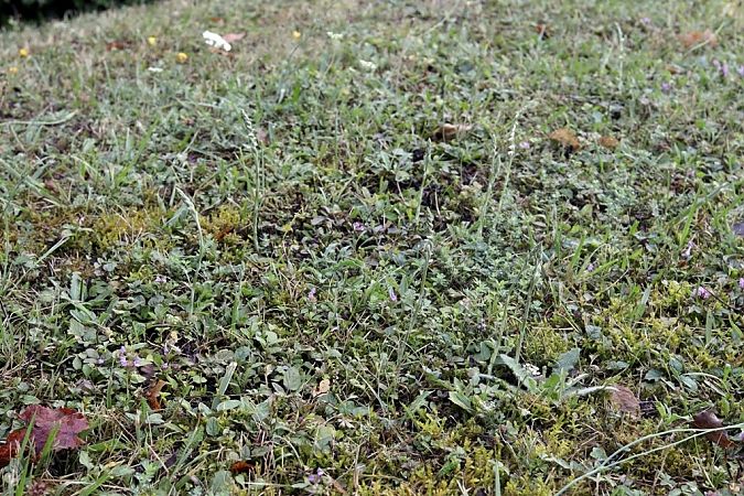 Spiranthes spiralis  - Ghislain Constans