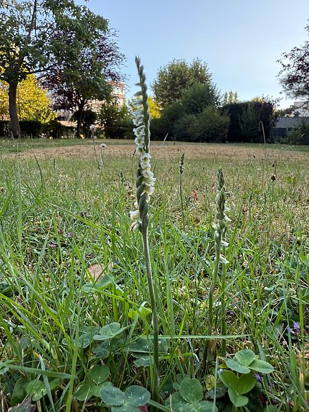 Spiranthes spiralis  - Ghislain Constans