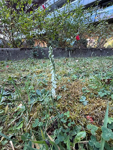 Spiranthes spiralis  - Ghislain Constans