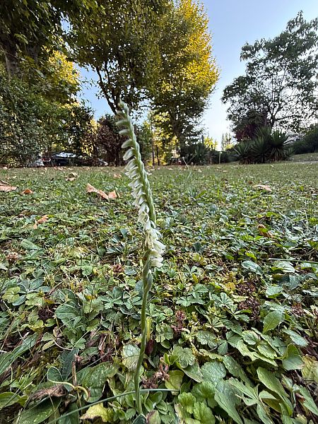 Spiranthes spiralis  - Ghislain Constans