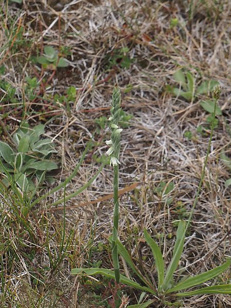 Spiranthes spiralis  - Jacques Valiergue