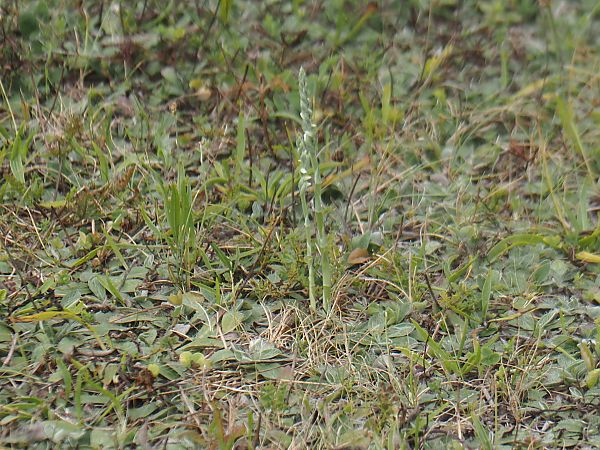 Spiranthes spiralis  - Jacques Valiergue