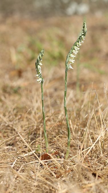 Spiranthes autumnalis  - Nicolas Clolus