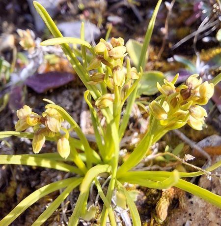 Chamorchis alpina  - Sébastien Cassen