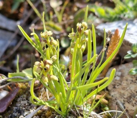 Chamorchis alpina  - Sébastien Cassen