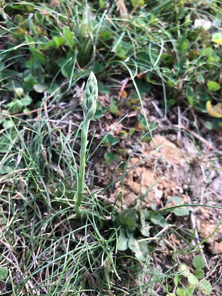Spiranthes spiralis 
