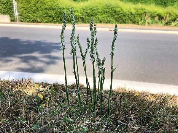 Spiranthes spiralis 