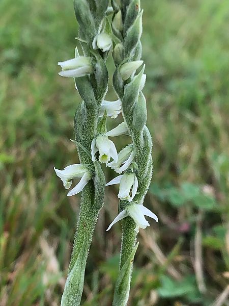 Spiranthes spiralis 