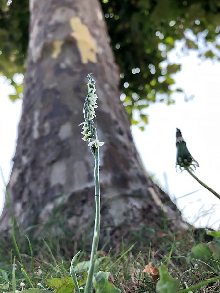 Spiranthes spiralis 