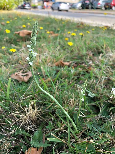 Spiranthes spiralis 