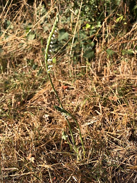 Spiranthes spiralis 