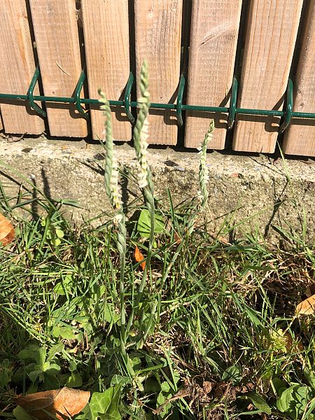 Spiranthes spiralis 