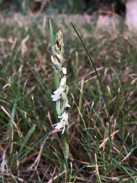 Spiranthes spiralis 