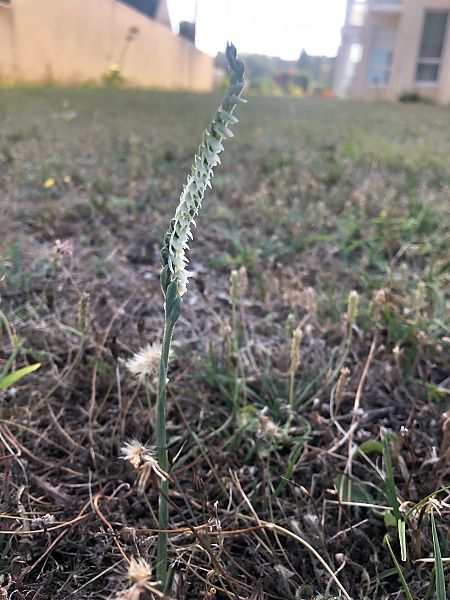 Spiranthes spiralis 