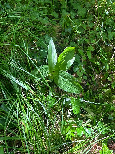Epipactis sp.  - Stephane Leclerc