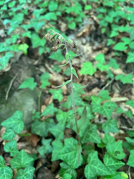 Epipactis sp.  - Stephane Leclerc