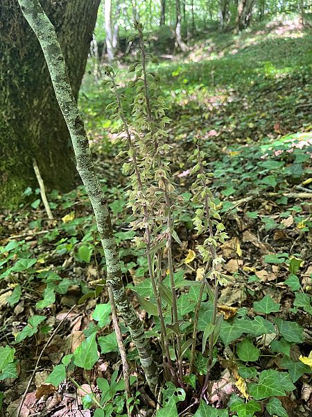 Epipactis purpurata  - Stephane Leclerc