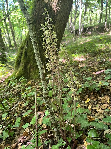 Epipactis purpurata  - Stephane Leclerc