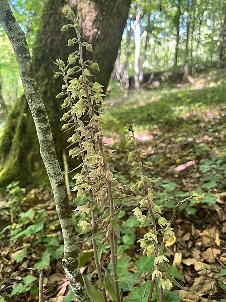 Epipactis purpurata  - Stephane Leclerc