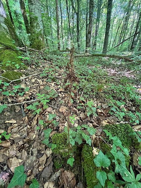 Epipactis sp.  - Stephane Leclerc