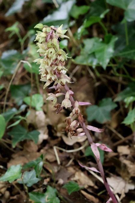 Epipactis purpurata f. rosea  - Nicole Chassang