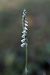 Spiranthes spiralis (Spiranthe d'automne) © Ghislain Constans