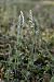 Spiranthes spiralis  - Ghislain Constans