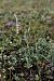 Spiranthes spiralis  - Ghislain Constans