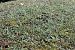 Spiranthes spiralis  - Ghislain Constans