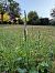 Spiranthes spiralis - Ghislain Constans