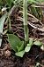 Spiranthes spiralis (Spiranthe d'automne) © Ghislain Constans