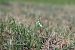 Spiranthes spiralis (Spiranthe d'automne) © Ghislain Constans