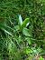 Epipactis sp.  - Stephane Leclerc